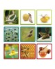 EDUCATIONAL GAME "STAGES OF DEVELOPMENT OF LIVING ORGANISMS" EDUCATIONAL GAME "STAGES OF DEVELOPMENT OF LIVING ORGANISMS"