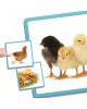 EDUCATIONAL GAME "STAGES OF DEVELOPMENT OF LIVING ORGANISMS" EDUCATIONAL GAME "STAGES OF DEVELOPMENT OF LIVING ORGANISMS"