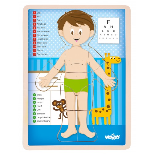 Wooden puzzle “Human Anatomy” (boy) 3 in 1 Wooden puzzle “Human Anatomy” (boy) 3 in 1