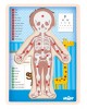 Wooden puzzle “Human Anatomy” (boy) 3 in 1 Wooden puzzle “Human Anatomy” (boy) 3 in 1