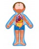Wooden puzzle “Human Anatomy” (boy) 3 in 1 Wooden puzzle “Human Anatomy” (boy) 3 in 1